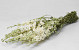 Bouquet Delphinium Blanc 65cm