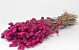 Bouquet Phalaris Fuchsia 70cm
