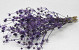 Eryngium Disteln 60cm Violett