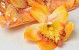 Artificial Orchid Orange D14cm 