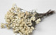 Achillea Pearl 60cm