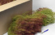 Seemoos, Karton 80x38x35cm