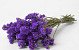 Statice Sinuata Dunkel Violett