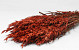 Bouquet Avoine Rouge 70cm
