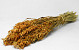 Bouquet Avoine Orange 70cm