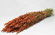 Hafer Dunkel Orange 70cm