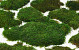 Mousse Plate Vert par kg