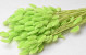 Lagurus  Pastel Green 60cm