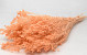 Broom Bloom Pastel Peach 50cm