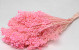 Broom Bloom pastellrosa 50cm