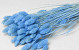 Bouquet Phalaris Bleu Pastel 70cm
