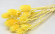 Cardy Distel Gelb 70cm