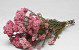 Rice Flower 40cm 