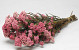 Rice Flower 50cm, 10 stelen