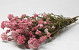 Rice Flower 60cm 
