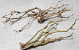 Bois de Lila 50-70cm