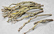 Lilac Trunk 50-70cm Single Stem