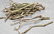 Lilac Trunk 30-50cm Single Stem