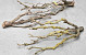 Lilac Trunk 70-80cm