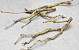 Lilac Branch 70-80cm