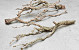 Lilac Trunk 80-100cm