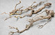 Lilac Trunk 100-120cm Thiin