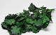 Oak Leaves Green 50-60cm