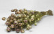 Bouquet Nigella 50cm