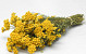 Bouquet Lonas 50cm