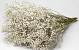 Gypsophile Séché 70cm (25 tiges)
