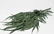 Eucalyptus Exotica 65cm