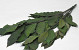 Kastanje 150gr. 60cm Groen
