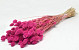 Phalaris Pink 70cm