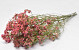 Limonium Rose Saumon 60cm