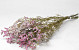 Limonium Pink-White 70cm 