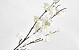 Apple Blossom White 84cm