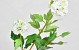 Viburnum Blanc 40cm