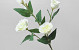 Artificial Lisianthus Cream 70cm 