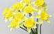 Narcisse Jaune 50cm 