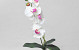 Orchidée Papillon Blanc 50cm 