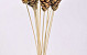 Pine Cone Strobus on 50cm stem