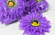 Artificial Gerbera Lilac D15cm
