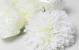 Artificial Chrysanthemum Cream D15cm