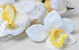 Orchidée Blanc/Jaune artificielle D14cm