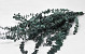 Eucalyptus Baby Blue Grün 65cm 