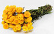 Bouquet Helichrysum Jaune 45cm