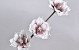 Fleurs en mousse Lila, D 18cm