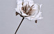 Foam Flower White/Mocca, D 16cm