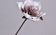 Fleur en mousse Blanc/Lila, D 16cm