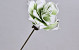 Foam Bloem Groen, D 16cm